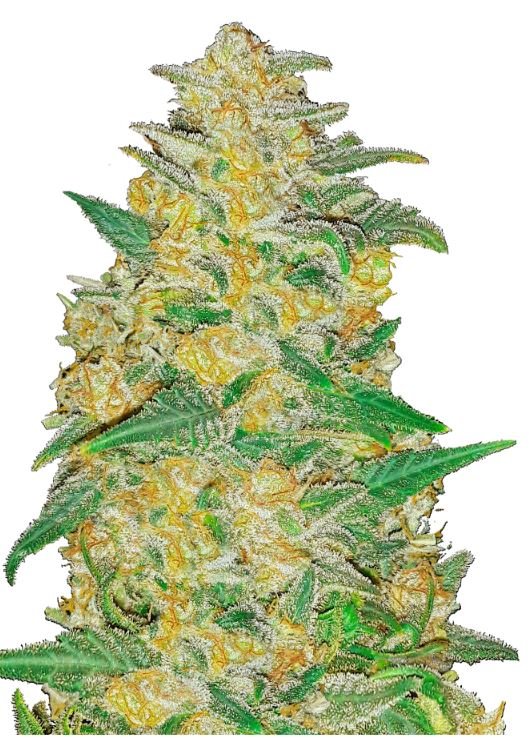 420 Fast Buds AK Auto - TrueSelection