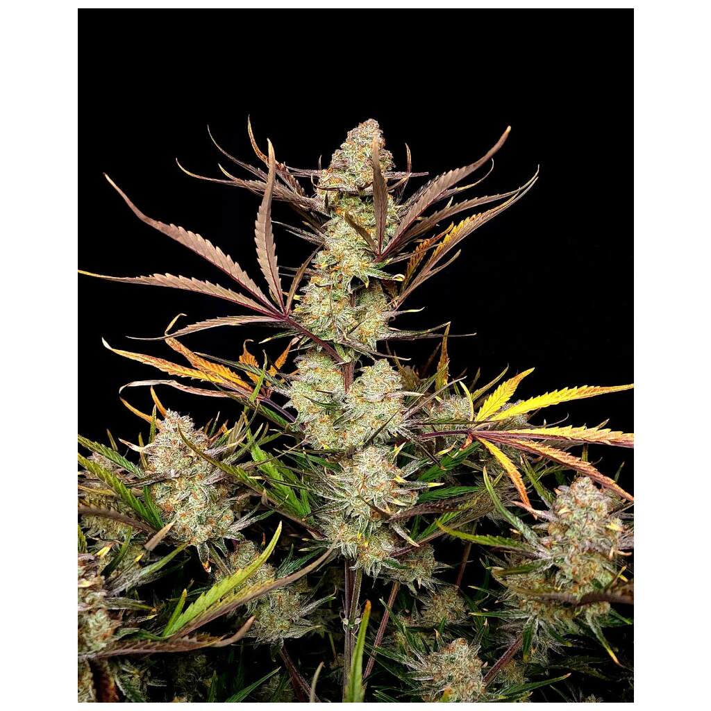 420 Fast Buds Apple Studel Auto - TrueSelection
