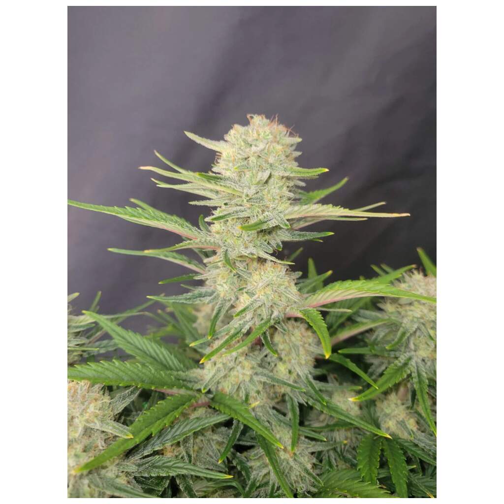420 Fast Buds Apricot Auto - TrueSelection