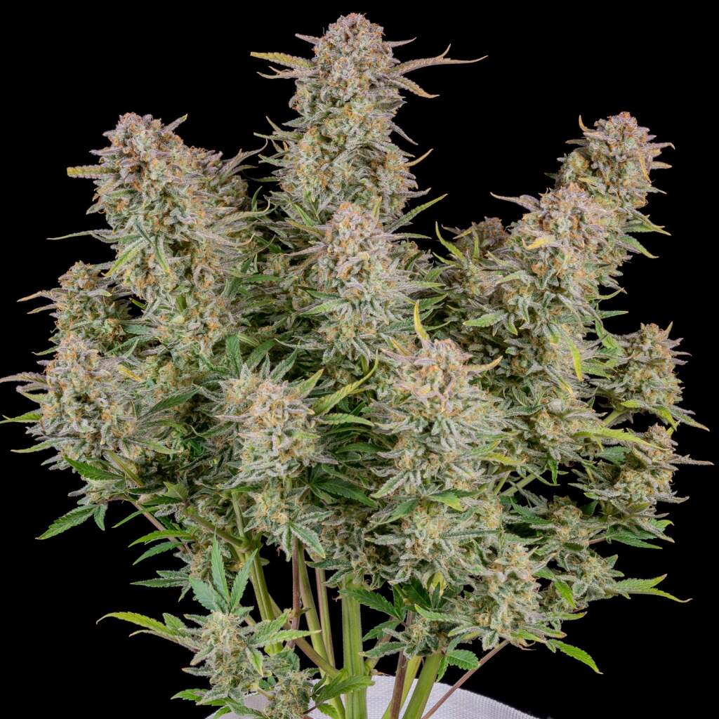 420 Fast Buds Bruce Banner Auto - TrueSelection
