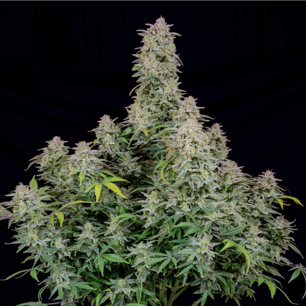 420 Fast Buds Forbidden Runtz Auto - TrueSelection