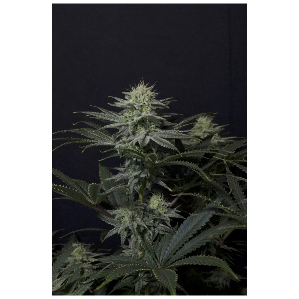 420 Fast Buds GG4 Sherbet FF - TrueSelection