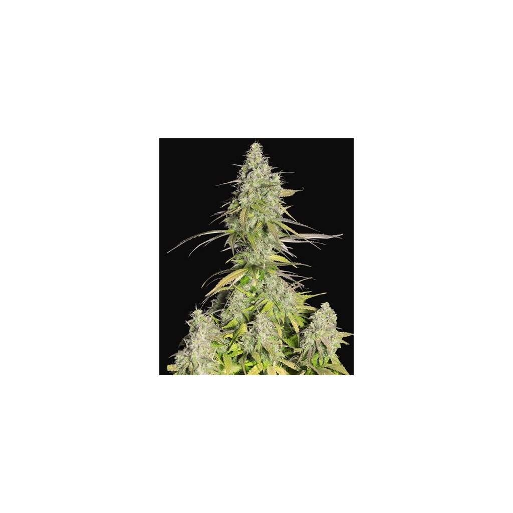 420 Fast Buds Girl Scout Cookies - TrueSelection