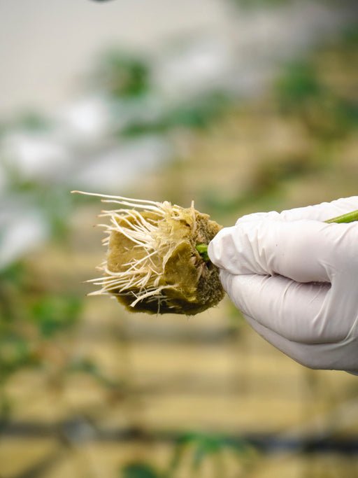 Animal Tsunami - TrueSelection