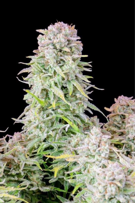 420 Fast Buds Afghan Kush Auto - TrueSelection