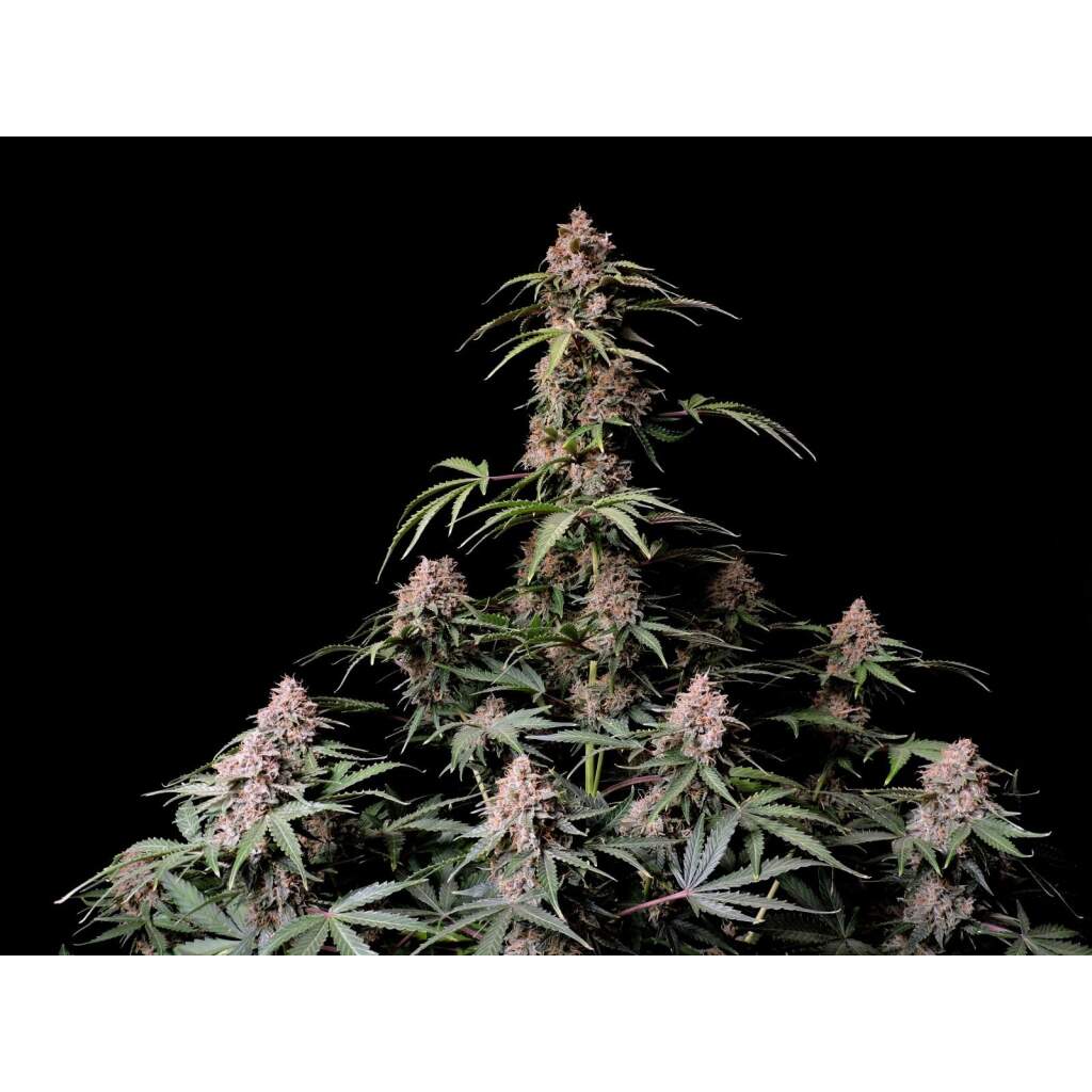 420 Fast Buds Amnesia Zkittlez - TrueSelection