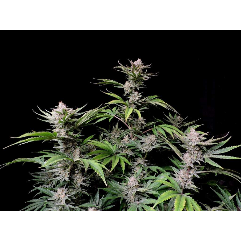 420 Fast Buds Cherry Cola Auto - TrueSelection