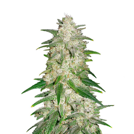 420 Fast Buds Gelato Auto - TrueSelection