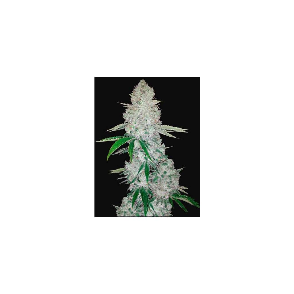 420 Fast Buds Gorilla Auto - TrueSelection